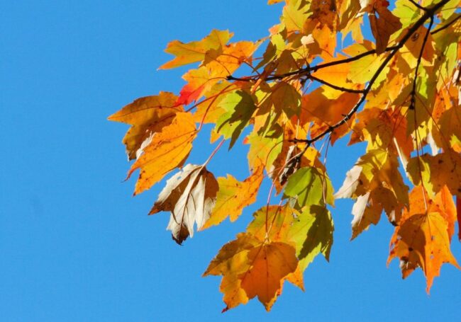10 Autumn Vocabs and Example 가을 관련 어휘와 그 활용법 | uBitto