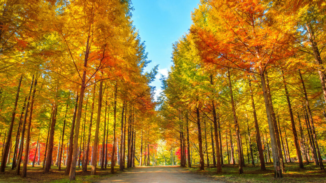 10 Autumn Vocabs and Example 가을 관련 어휘와 그 활용법 | uBitto