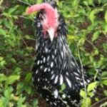 Profile photo of danya